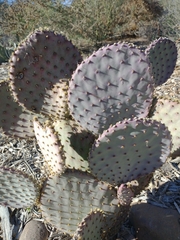 Opuntia santa-rita