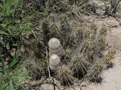 Echinocereus