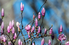 Magnolia liliiflora