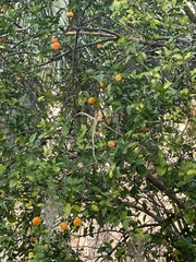 Citrus deliciosa