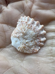 Plicatula gibbosa