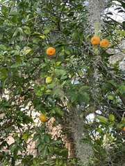 Citrus deliciosa