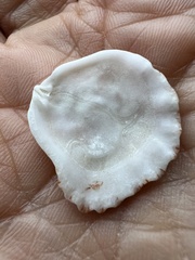 Plicatula gibbosa