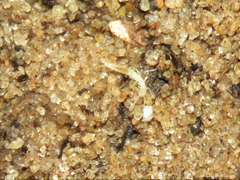 Diplura