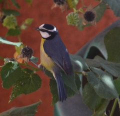 Cyanistes teneriffae