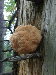 Hericium alpestre