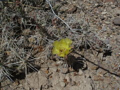 Grusonia aggeria