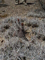 Echinocereus chisosensis