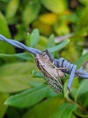 Tympanoterpes elegans