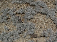Grusonia aggeria
