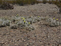 Grusonia aggeria