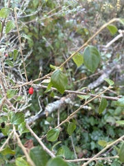 Cotoneaster simonsii