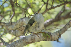 Acanthisitta chloris