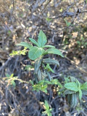 Diplacus aurantiacus