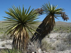 Yucca faxoniana