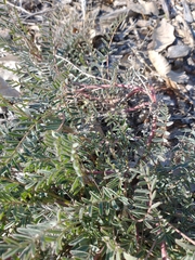 Astragalus allochrous
