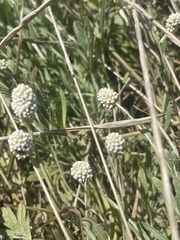 Calocephalus lacteus