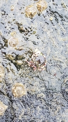 Pagurus hirsutiusculus