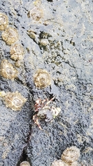 Pagurus hirsutiusculus