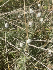 Calocephalus lacteus