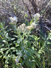 Pseudognaphalium californicum