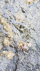 Pagurus hirsutiusculus