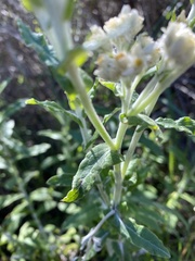 Pseudognaphalium californicum