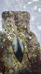 Mytilus californianus