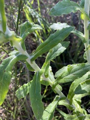 Pseudognaphalium californicum