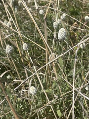 Calocephalus lacteus