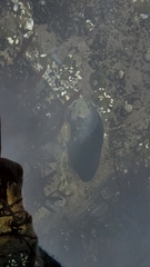 Mytilus californianus