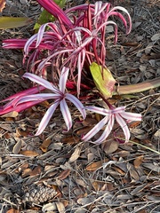 Crinum × amabile
