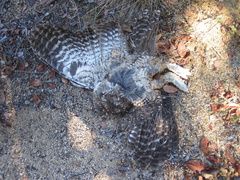 Strix occidentalis occidentalis