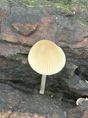 Mycena galericulata