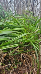 Carex pendula