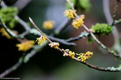 Hamamelis mollis