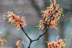 Hamamelis × intermedia