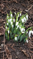 Galanthus elwesii