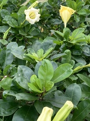 Solandra