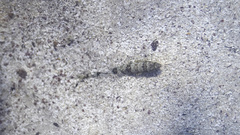 Synodus intermedius