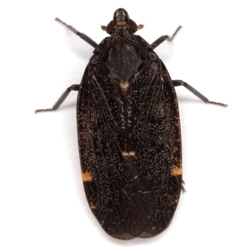 Cixidia opaca