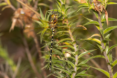 Synthemis eustalacta