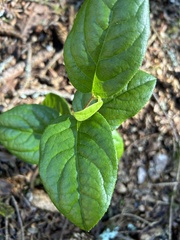 Cameraria gaultheriella