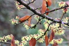 Hamamelis mollis