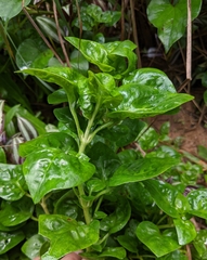 Alternanthera sissoo