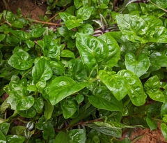 Alternanthera sissoo