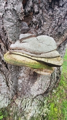 Ganoderma brownii