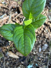 Cameraria gaultheriella