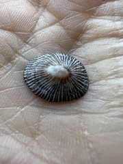 Siphonaria naufragum