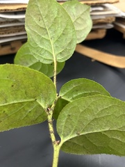 Cameraria gaultheriella